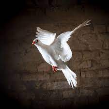 On vimeo, the home for high quality videos and the people who love them. Punkosd Hetfo 2021 Minden Ami Punkosd