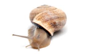 Image result for Isoglossa punctata