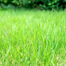 We did not find results for: Zoysia Grass Plant Care Growing Guide