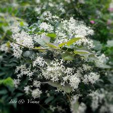 Image result for Clematis recta atropurpurea