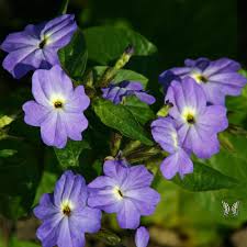 Image result for Browallia americana