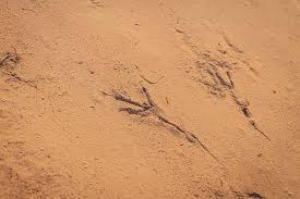 Free Image On Pixabay Animal Track Reprint Bird In 2020 Animal Tracks Bird Footprint Animals
