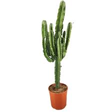 Moon cactus will do best in bright, indirect light, and can be. Euphorbia Ingens Xl Florastore