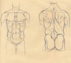Home » drawing tutorials » basic drawing tutorials » torso muscles anatomy. Hand Drawn Illustration Of The Torso Muscles Original Artistic