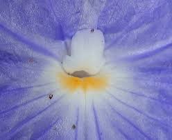 Image result for Siphonochilus brachystemon