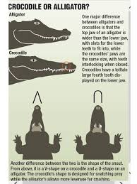 Differences Between Crocodile And Alligator Crocodile Facts For Kids Animal Facts Fun Facts About Animals