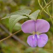 Image result for Vigna oblongifolia