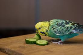 How to give clementine to your dog? Feeding Parakeets Fresh Food Parakeet Food Parakeets Guide Omlet Us