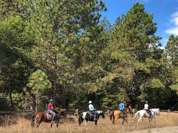 Park at ox trail turnout on hwy. Henry Cowell Redwoods State Park Roadside Secrets