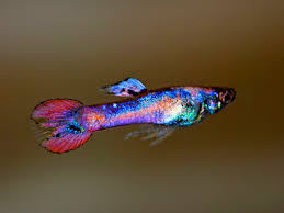 Female bettas aren't as aggressive as males, so you'd think it would be okay to put male guppies in with them. Pair Of Marbled Bagira Dwarf Guppy Betta Solutions