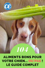Quels Sont Les Aliments Que Peut Manger Un Chien Le Guide Pratique Pour De 100 Aliments Recettes De Nourriture Pour Chien Recettes Pour Chien Alimentation Chien