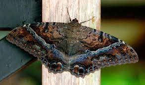 Que Significan Una Mariposa Negra En Tu Casa El Relator Post