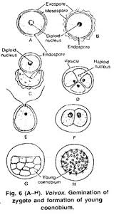 Volvox Occurrence Structure And Reproduction With Diagrams