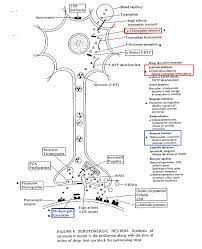 Role Of Serotonin And Gaba In Anti Anxiety Effects Of Benzodiazepines