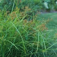 Image result for Cyperus glaucophyllus