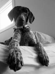 Black And White Pointer Puppy Patch Southeast Gsp Rescue Foster German Shorthaired Pointer Dog Gsp Dogs German Shorthaired Pointer