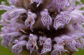 Image result for Lamiaceae
