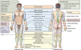 At first glance, the names of the muscles of the human body looks difficult to learn. 1 7 Regional Terms Deltoids Cervical Region