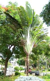 Image result for Trilepisium madagascariense