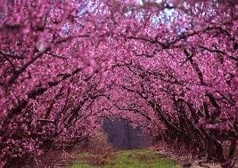 Barbara Stubblefield Obituary