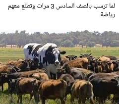 Pin By صورة و كلمة On Jokes Jokes Arabic Jokes Animals