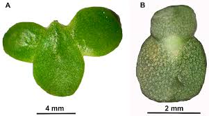 Image result for Wolffiella