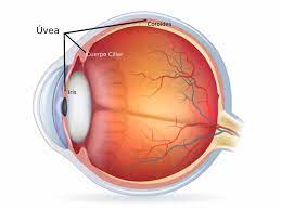 Maybe you would like to learn more about one of these? What Is The Uvea Area Oftalmologica Avanzada