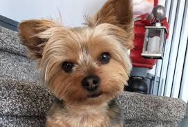 21 it is illegal to keep an owl as a pet in the united states. Multiple Small Dogs Victims Of Owl Attacks Stalberttoday Ca