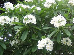 Plumeria Alba Is A Small Rounded Deciduous Tree That Grows In A Vase Shape Up To 25 Feet 7 6 M Tall Plumeria P Plumeria Plumeria Tree Planting Flowers