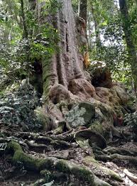 Image result for Meiostemon tetrandrus