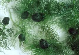 Image result for Utricularia australis