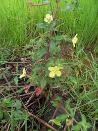 Image result for Ludwigia octovalvis