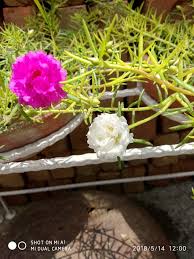 We did not find results for: Table Rose Plant Planting Roses Table Rose Plant Plants