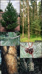 Image result for Pinus