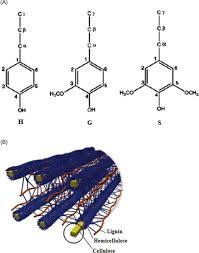 Some cells, such as the conducting cells in xylem, possess a secondary wall containing lignin, which strengthens and. Lignin An Overview Sciencedirect Topics