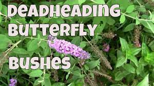 Deadheading Butterfly Bushes A Look At How To Do It Youtube
