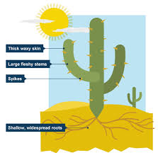 Bbc Ks3 Bitesize Geography Extreme Environments Revision Page 8