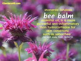 Check spelling or type a new query. Bee Balm Uses Benefits And Growing Gardensall Herbs Bee Balm The Balm Herbs
