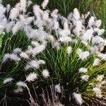 Image result for Cenchrus polystachios