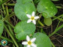 Image result for Nymphoides thunbergiana