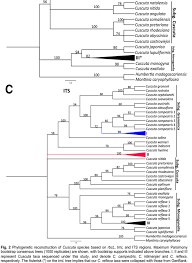 Image result for Cuscuta abyssinica