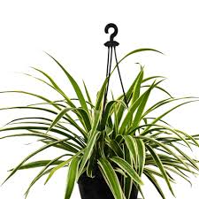 Image result for Chlorophytum pauper