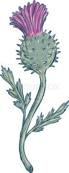Drawing Sketch Style Illustration Of Stock Vector Colourbox #wild plant #watercolor and ink drawing #thistle drawing #thistle plant #nature #garden #pen drawing. drawing sketch style illustration of