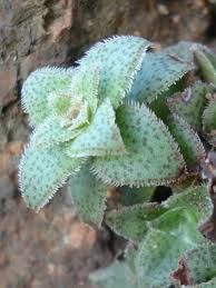 Image result for Crassula setulosa