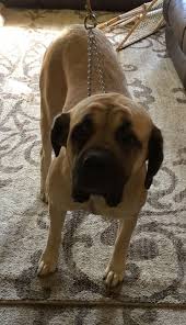 Welcome to the great plains mastiff rescue foundation website! Adopt Ellie On Petfinder Shelter Dogs Adoption Shelter Dogs Adoption Humane Society Shelter Dog Quotes