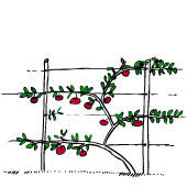 This is a technique that dates these fruit trees are excellent for many reasons and while size is one concern, easy maintenance is another. Pruning Summer And Winter Woodbridge Fruit Trees