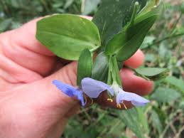 Image result for Commelina kotschyi