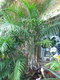 Image result for Chamaedorea radicalis