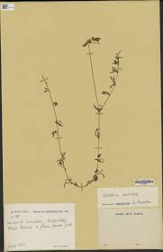 Image result for Crotalaria xanthoclada