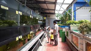 Xian long aquatic sdn bhd 祥龍水產有限公司, shah alam, malaysia. Xian Long Aquatic